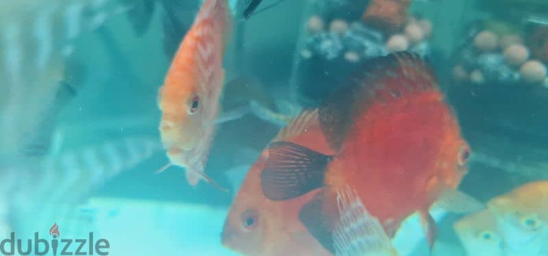 Discus fish 8