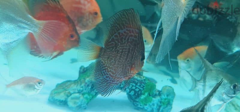 Discus fish 9