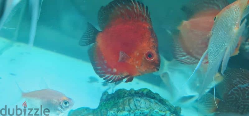 Discus fish 10