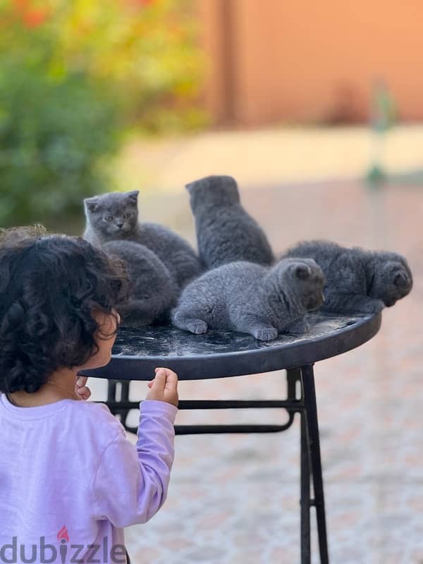 Scottish Fold blue 0