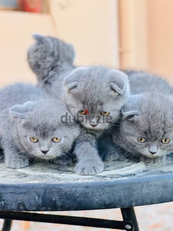 Scottish Fold blue 1