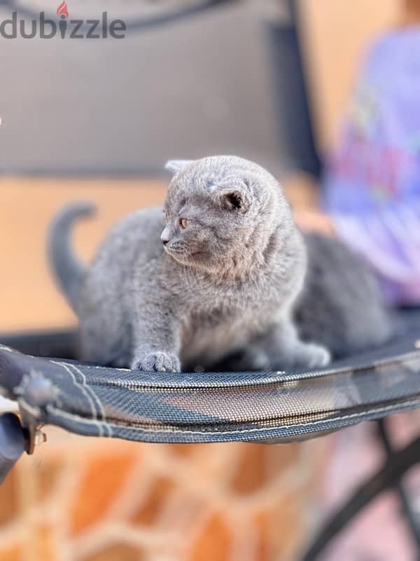 Scottish Fold blue 2