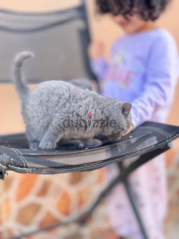 Scottish Fold blue 3