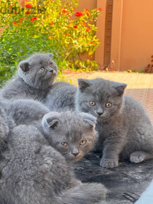 Scottish Fold blue 4