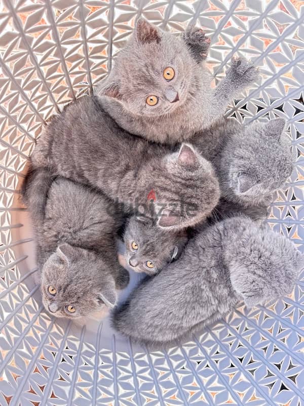 Scottish Fold blue 5