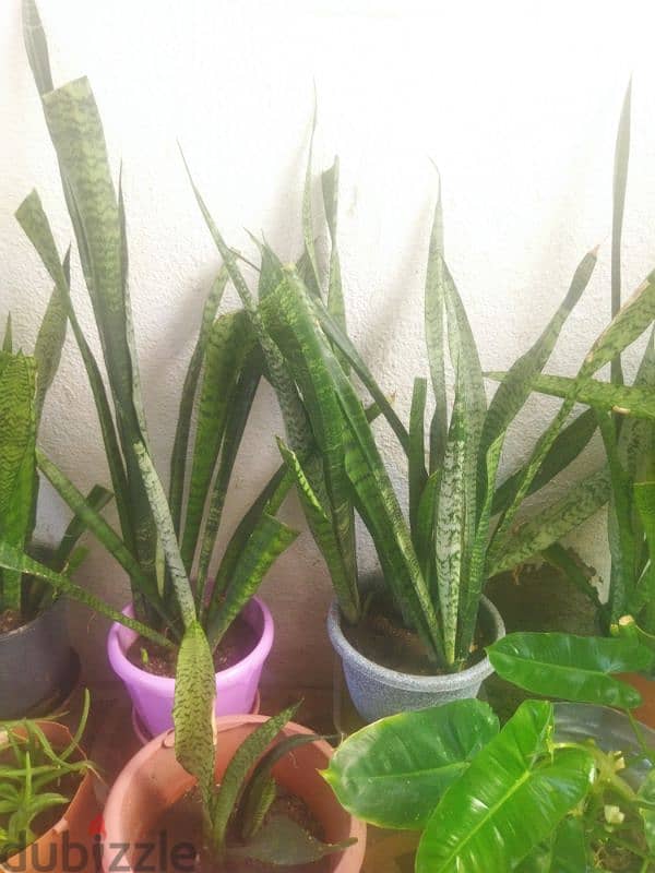 Sansevieria Green Snake Plant 0