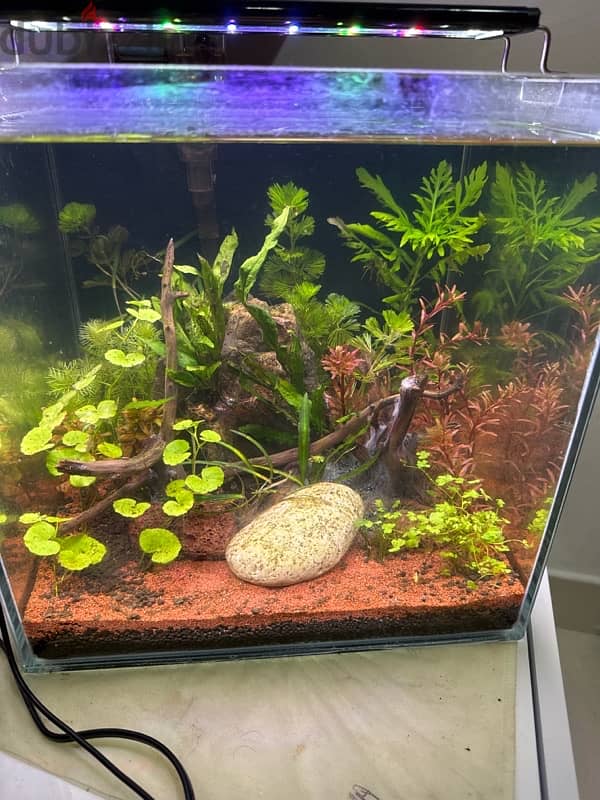 30*30*30 cm cube aquascaped aquarium for sale 2