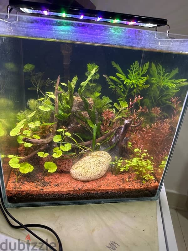 30*30*30 cm cube aquascaped aquarium for sale 3