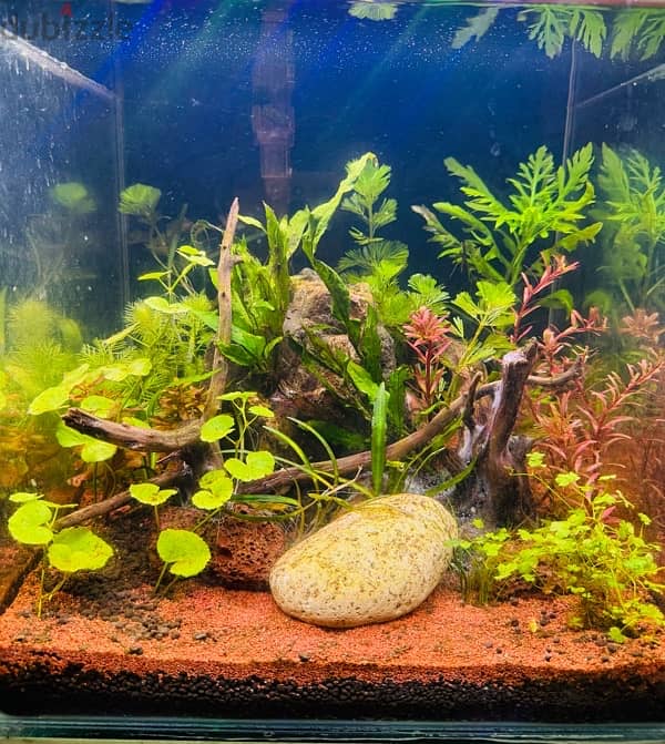 30*30*30 cm cube aquascaped aquarium for sale 0