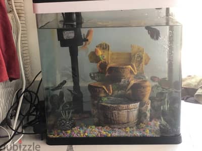 3 fish with an aquarium pump