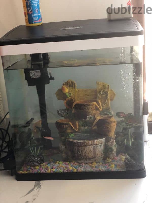 3 fish with an aquarium pump 1