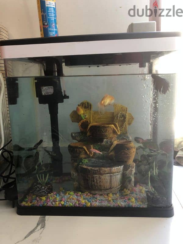 3 fish with an aquarium pump 2