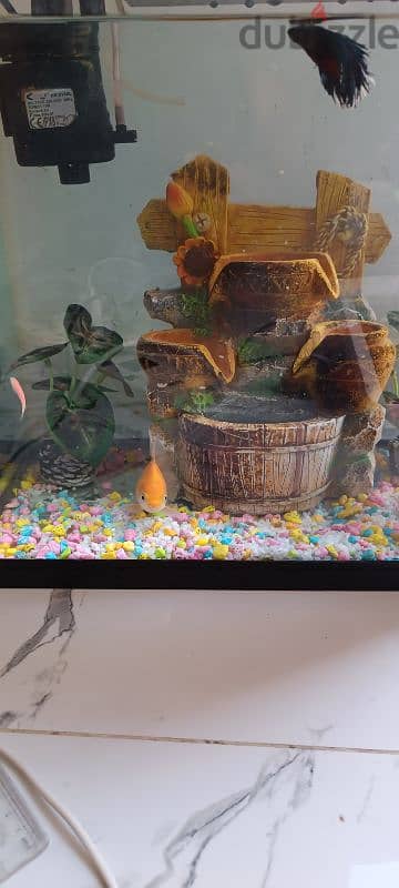 3 fish with an aquarium pump 3