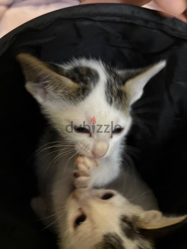 *FREE* adorable kittens up for adoption! 2