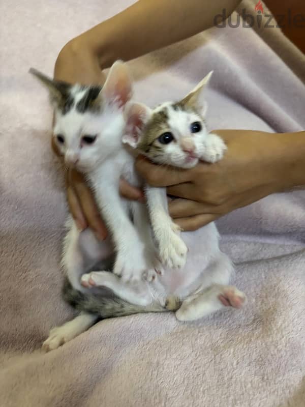 *FREE* adorable kittens up for adoption! 3