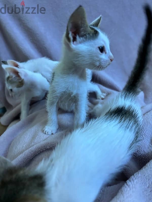 *FREE* adorable kittens up for adoption! 4