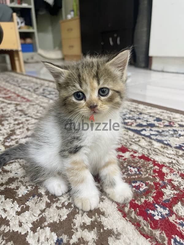 kitten persian 0