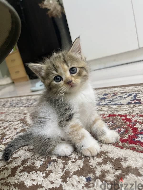 kitten persian 1