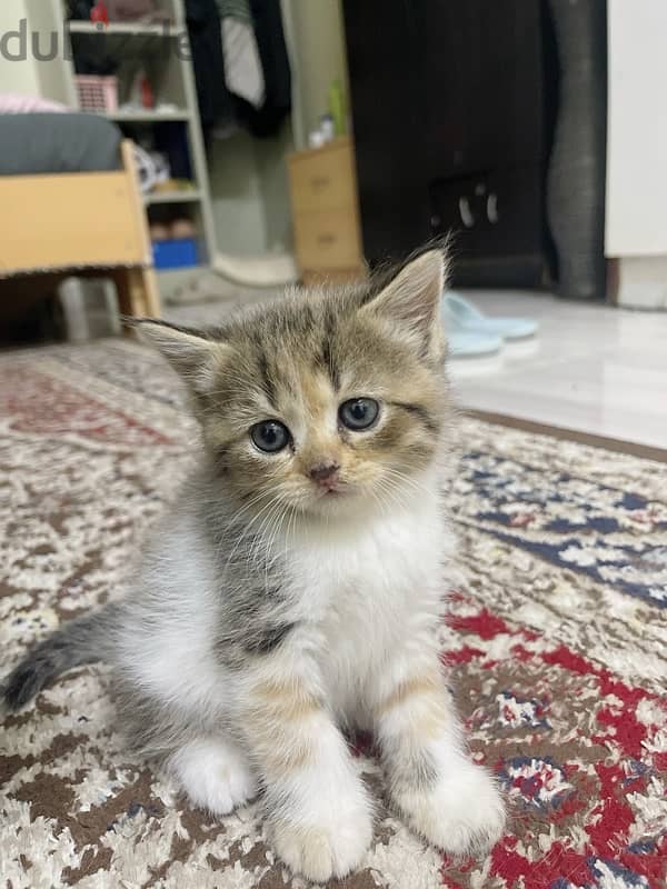 kitten persian 2