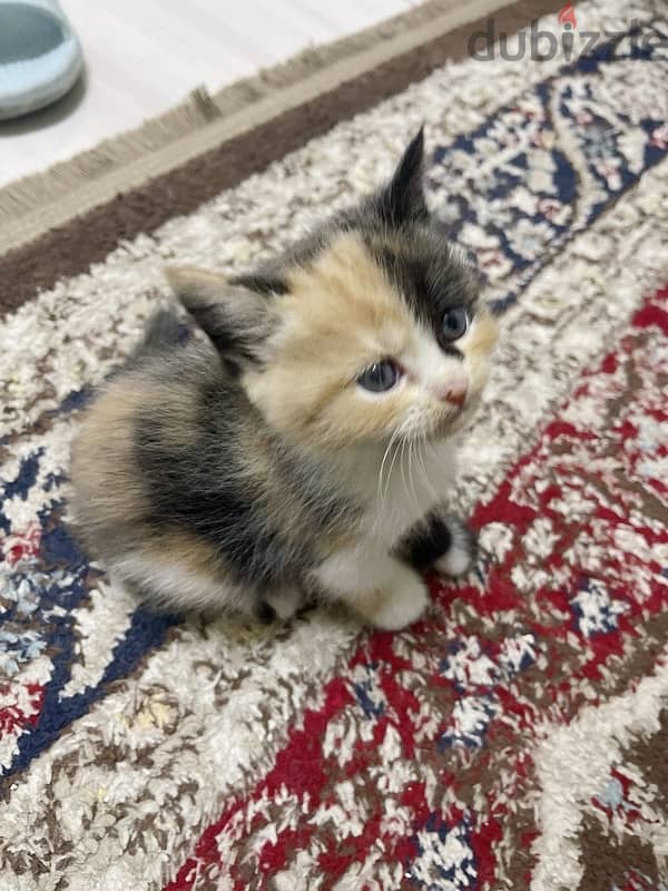 kitten Persian 0