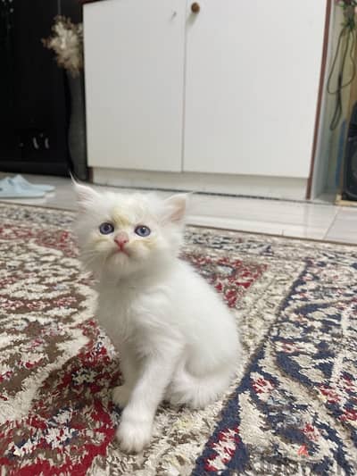 kitten Persian