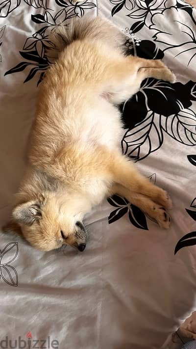 Female Pomeranian for sale 1 year old