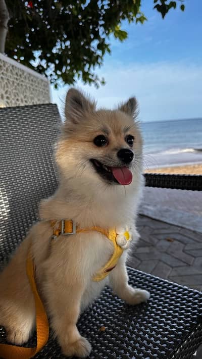 Female Pomeranian for sale 1 year old