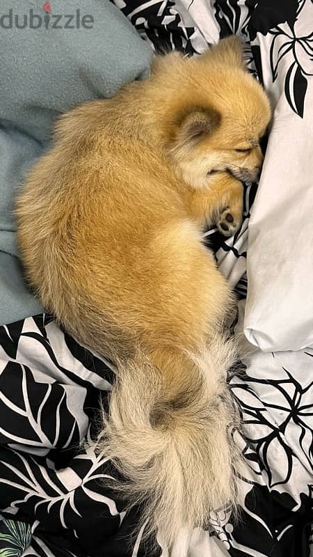 Female Pomeranian for sale 1 year old 2