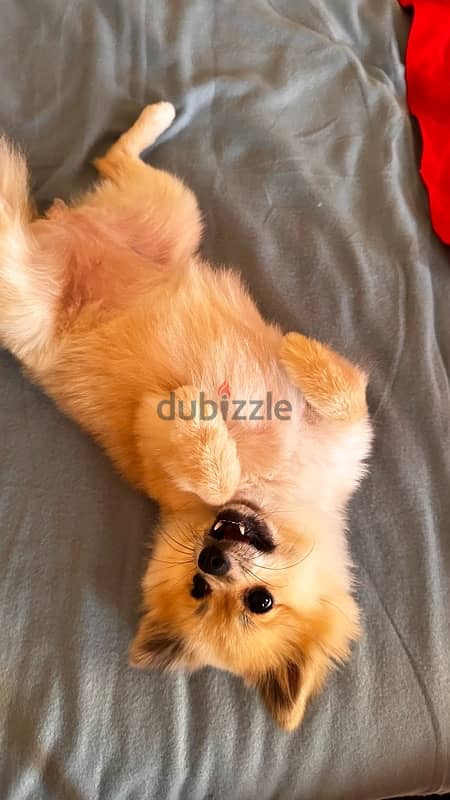 Female Pomeranian for sale 1 year old 4