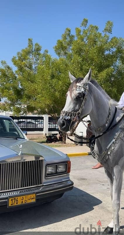 Rolls Royce for rent Daily ، للإيجار رولز رويز يومي مع سائق 5