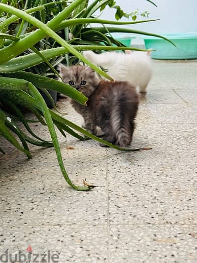 Two months old persian cats