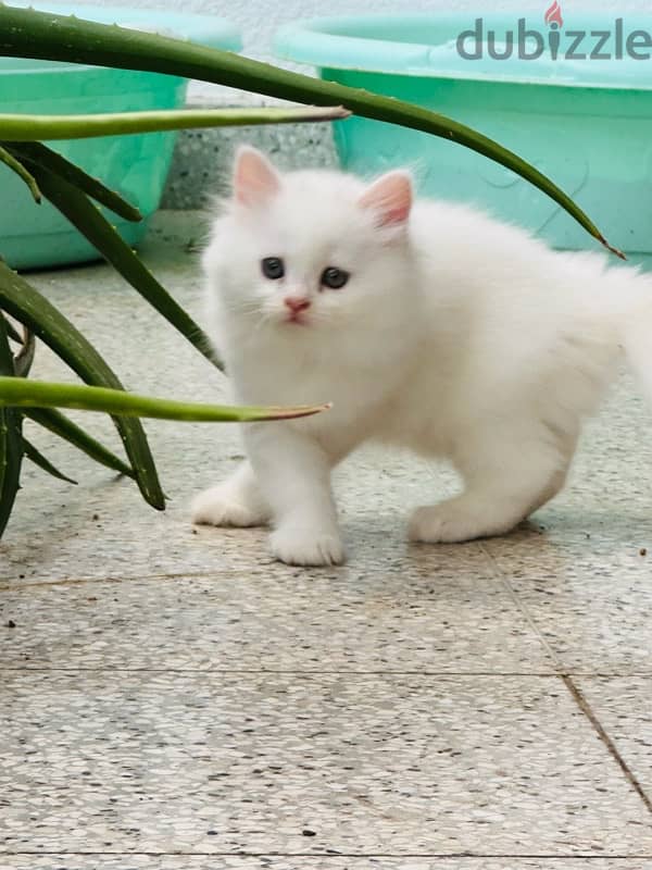 Two months old persian cats 1