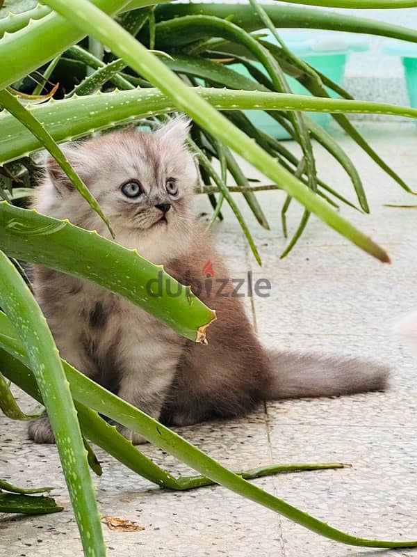 Two months old persian cats 2