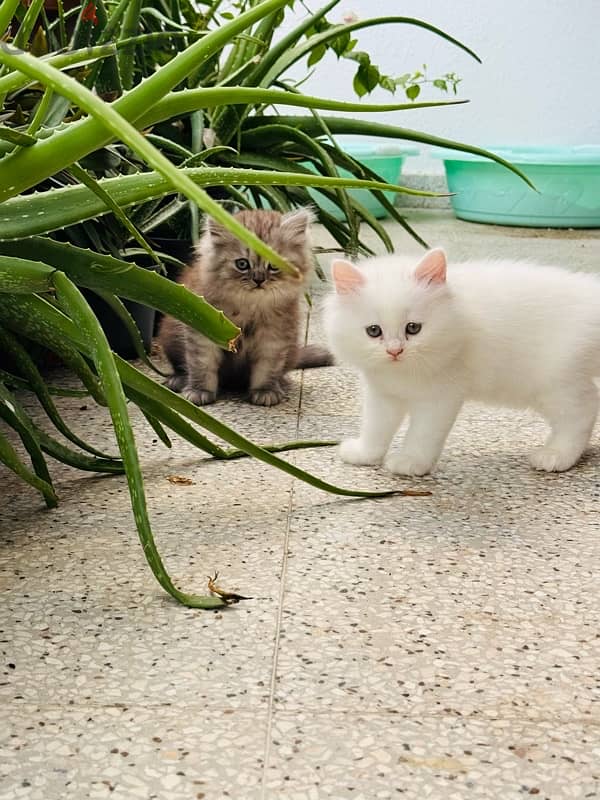 Two months old persian cats 3