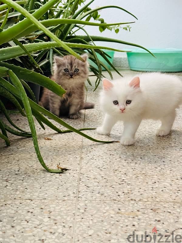 Two months old persian cats 4