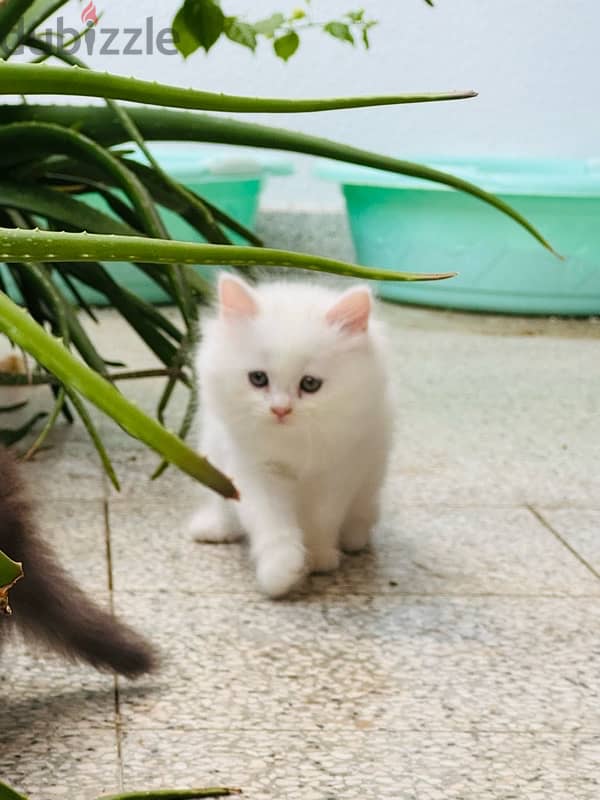 Two months old persian cats 5