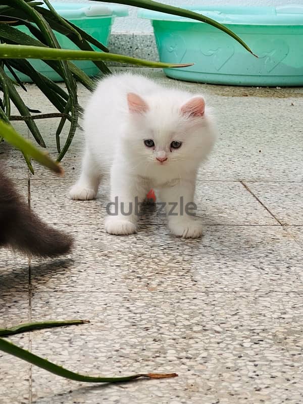 Two months old persian cats 6