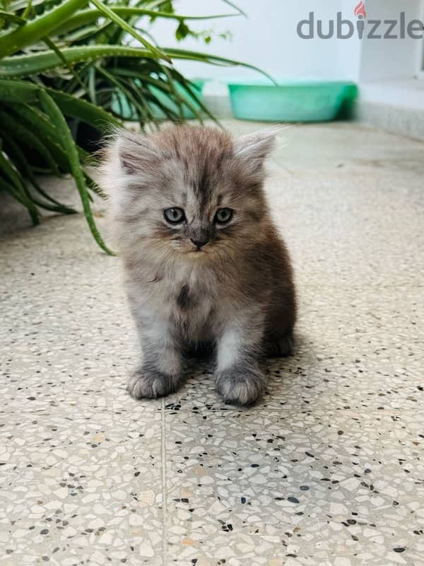 Two months old persian cats 7