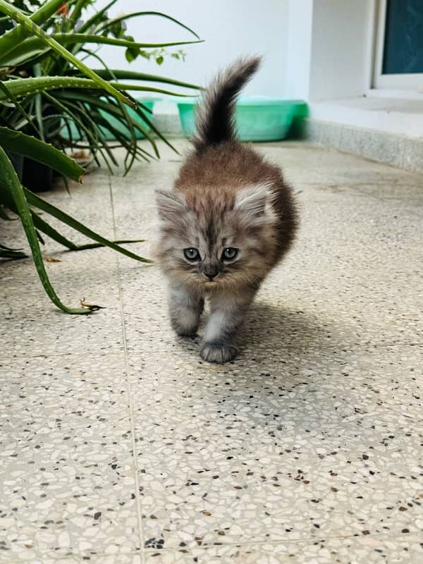 Two months old persian cats 8