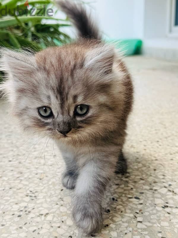 Two months old persian cats 9