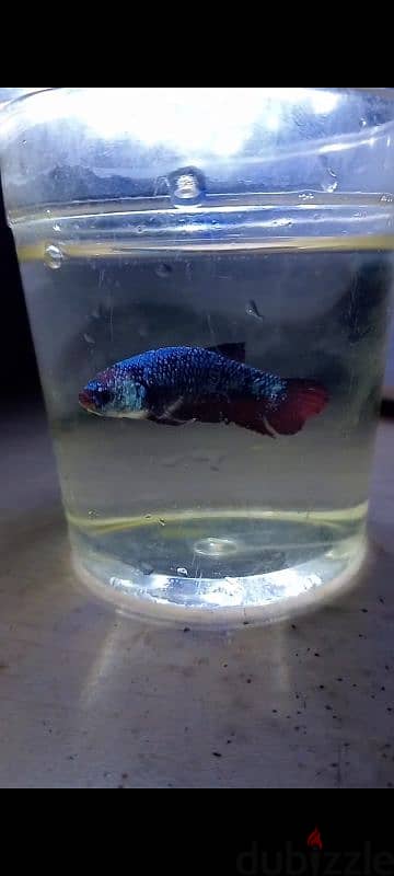 Blue marble female betta fish ready to breed 0