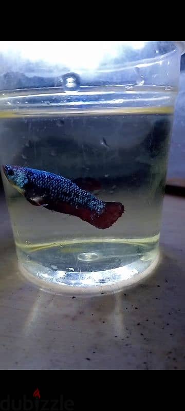 Blue marble female betta fish ready to breed 1