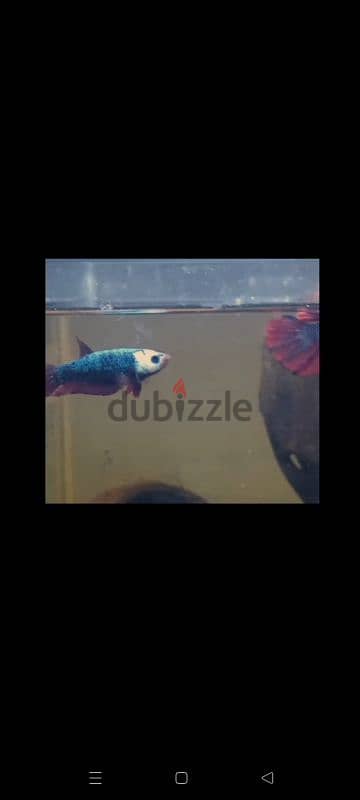 Blue marble female betta fish ready to breed 2