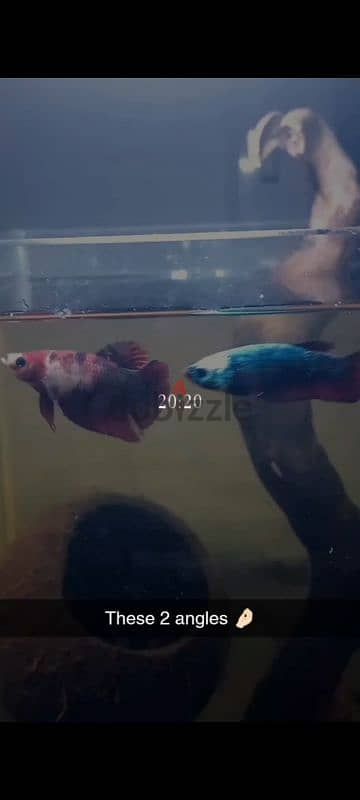 Blue marble female betta fish ready to breed 3