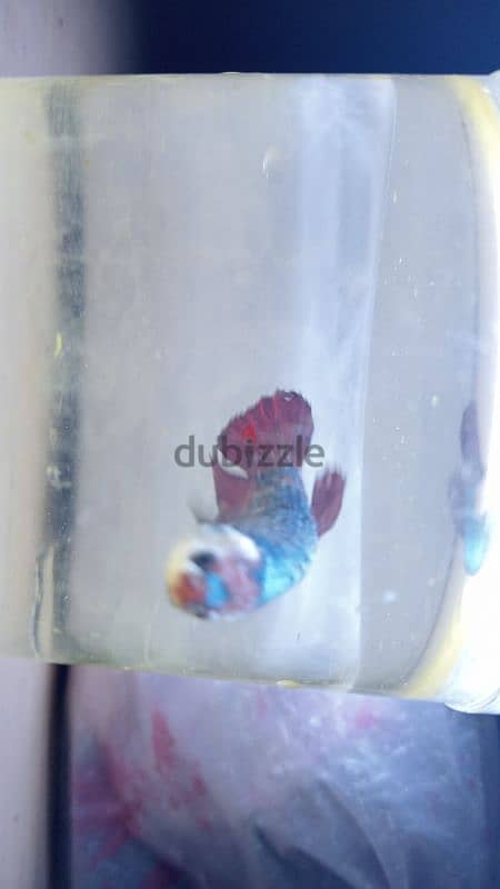 Blue marble female betta fish ready to breed 4