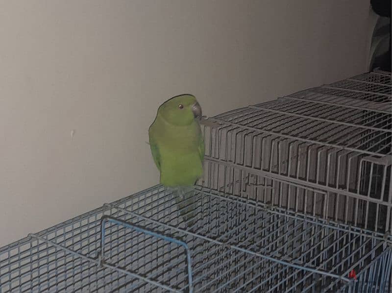 cute parrot 0