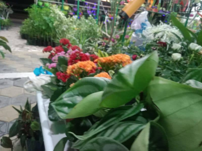 make home garden and sale all kind of plant and seasonal flowers 0