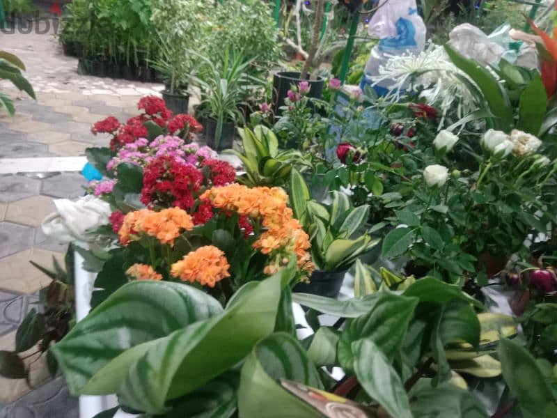 make home garden and sale all kind of plant and seasonal flowers 2