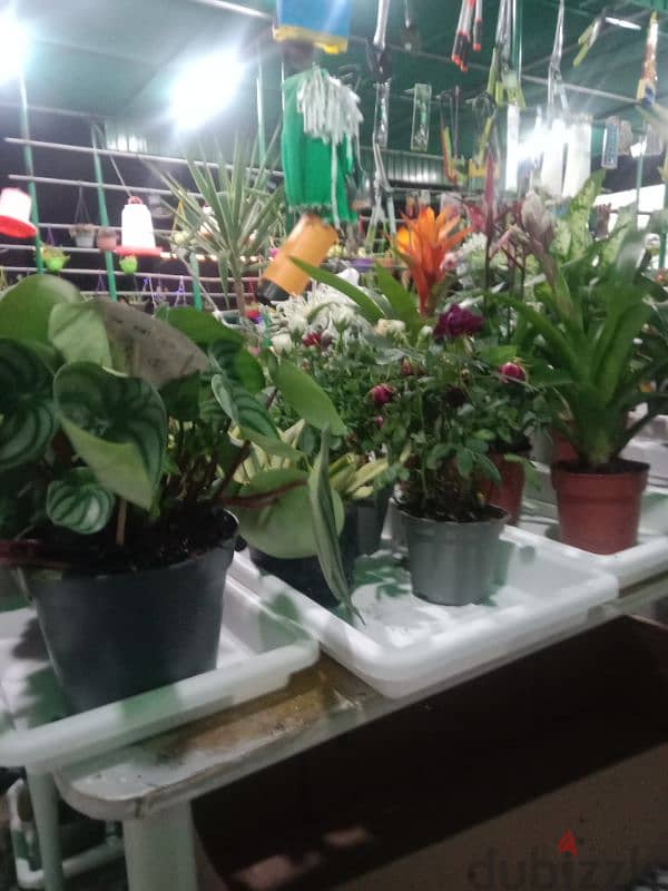 make home garden and sale all kind of plant and seasonal flowers 6