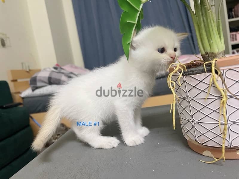 Kitten Persian 0